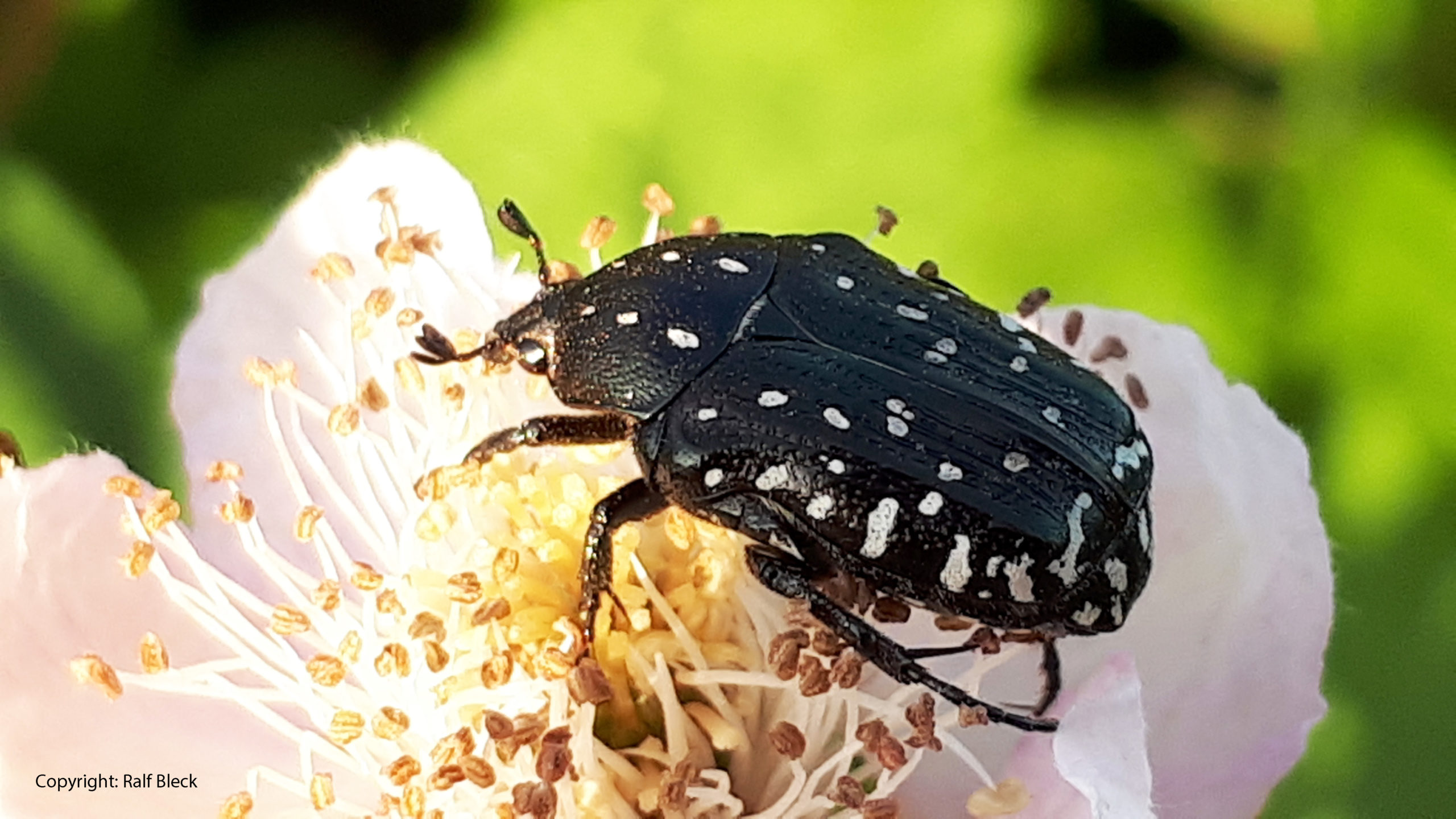 Insekten – Artensterben und Klimawandel