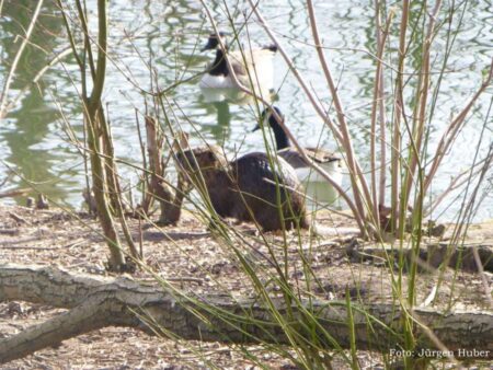 Jürgen unterwegs – Bonns Pflanzen- und Tierwelt