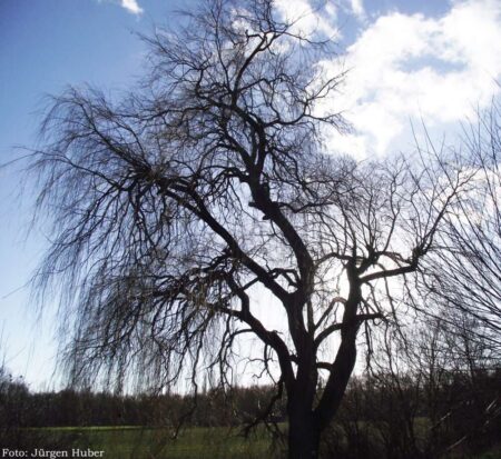 Bäume fallen nicht nur in der Rheinaue