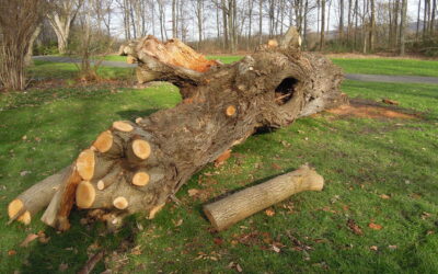 Die neue Bonner Baumschutzsatzung