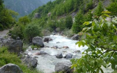 Über die Wiederansiedlung des Lachses im Rhein