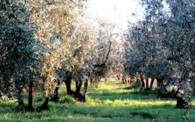 Olivenbäume – jetzt auch bei uns