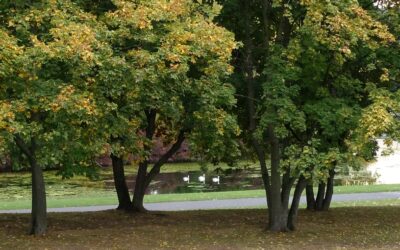 Nostalgie – Plädoyer für einen naturschutz- und landschaftsbewussten Städtebau