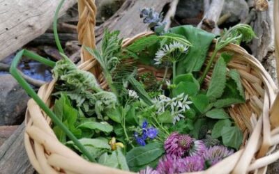Heimische Pilze, Kräuter und Vögel entdecken