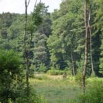 Der Walderlebnispfad in der Nähe der Wahnbachtalsperre