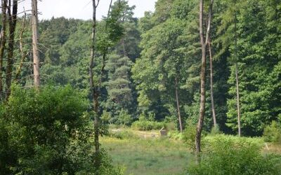 Der Walderlebnispfad in der Nähe der Wahnbachtalsperre