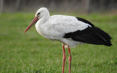 Zur Kritik am Regionalteilplan „Erneuerbare Energien“