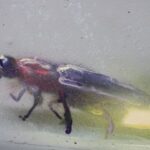 Wie alternative Lichtquellen Insekten schützen