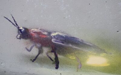 Wie alternative Lichtquellen Insekten schützen