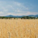 Interview zum Stand der Bio-Lebensmittelbranche